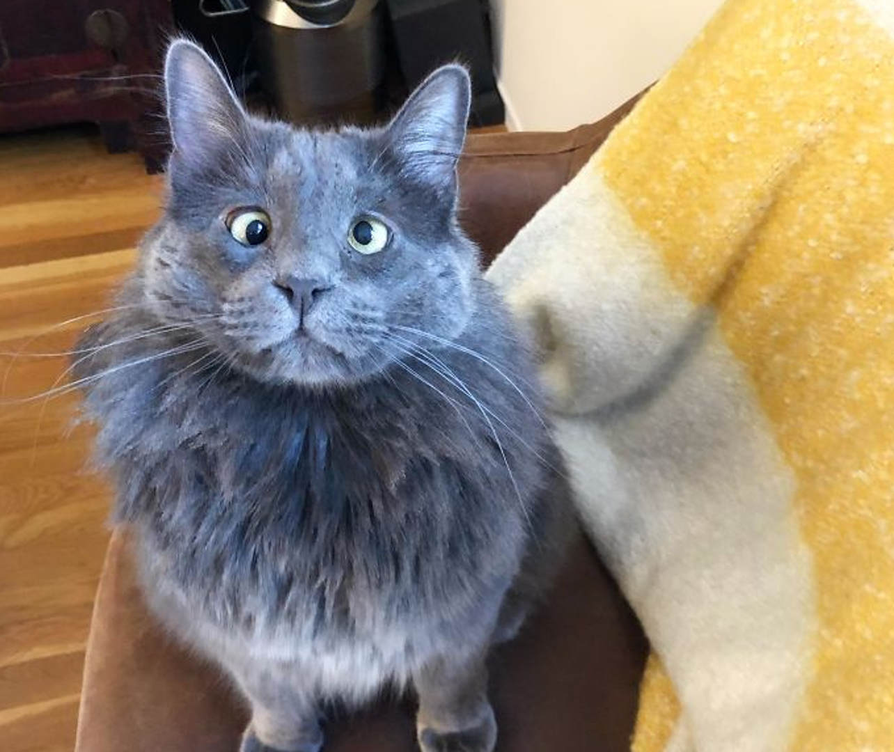 "Javljam se na dužnost! Radimo od kuće? Ok!" - stoji u opisu ove fotografije simpatične mačke.
