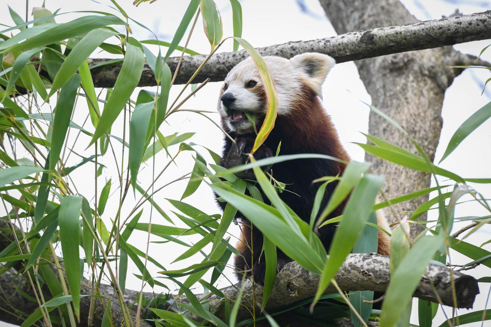 Neke će životinje dobiti kokošja jaja, a neke velike kaširane pisanice napunjene poslasticama, kazali su iz Zoološkog vrta.
