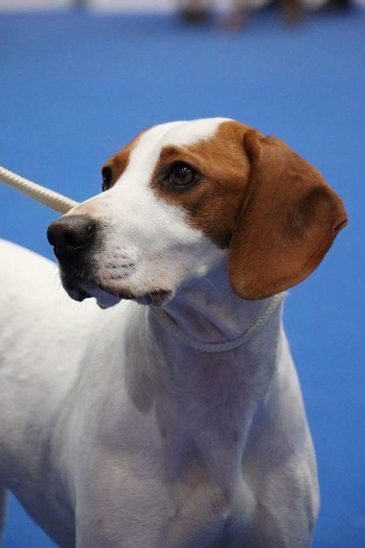 
Istarski kratkodlaki gonič Nani od Malinskih Vinkovića postao je svjetski prvak i najljepši pas pasmine (CACIB, BOB), vlasnik Zrinko Balder 