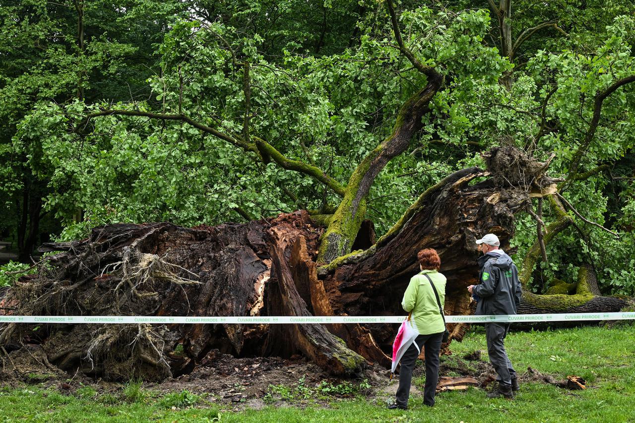 Zagreb: Srušilo se najstarije stablo u parku Maksimir