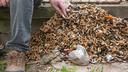 Should fines be introduced for this? In three years, they collected 400,000 items, the scenes are worrying