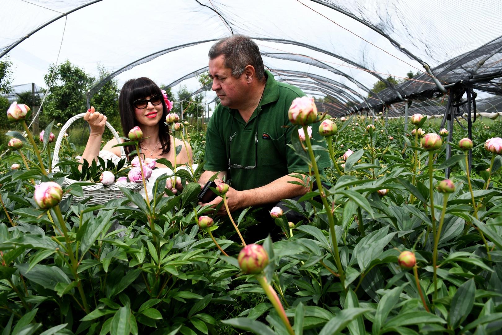 23.05.2020., Kovacevac - Cjelogodisnji urod bozura ove ce sezone propasti zbog koronavirusa. OPG Ledinski pretrpiti ce ogromnu stetu, jer mu je onemogucen izvoz na svjetsku burzu cvijeca u Nizozemsku. Naime, bozuri su ostali nepobrani, a pocetak otvaranja cvijeta za bozur znaci kraj cvatnje i propadanje. 
Photo:Damir Spehar/PIXSELL