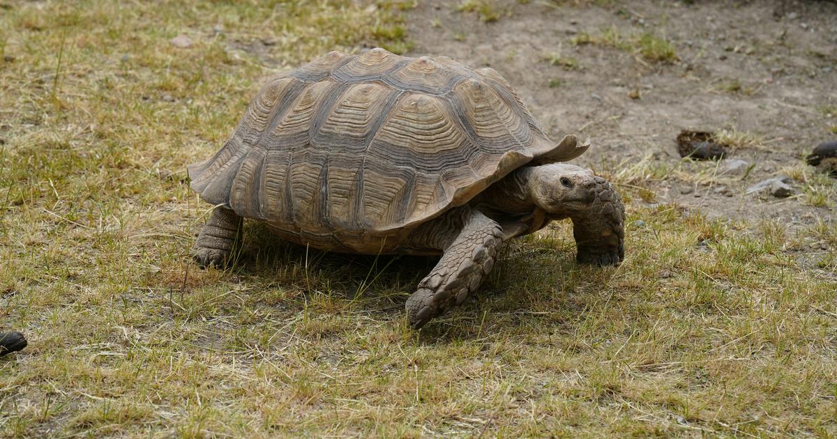 Znanstvenici na sejšelskom otoku otkrili čak 180 tisuća divovskih kornjača