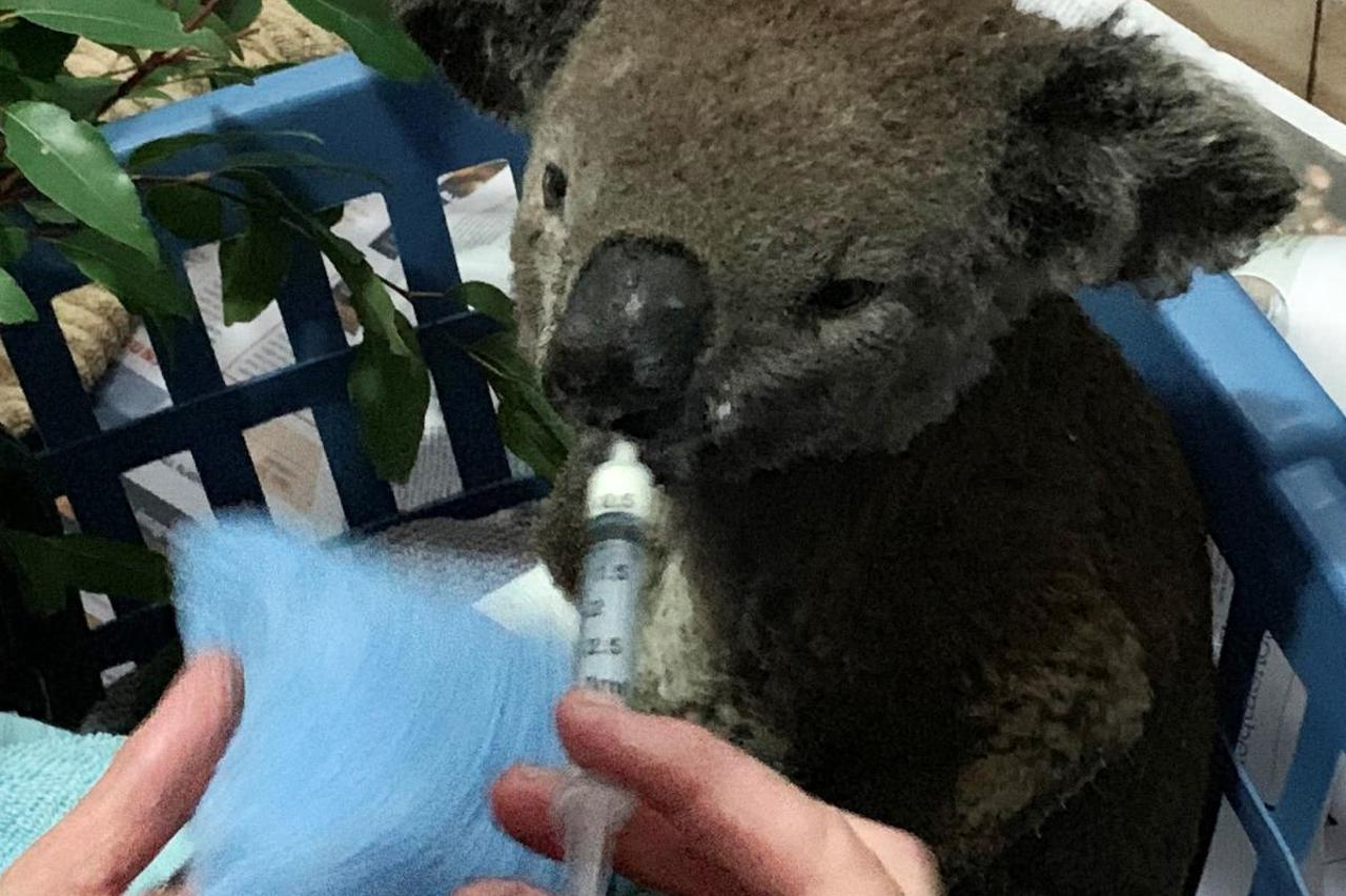 Koala