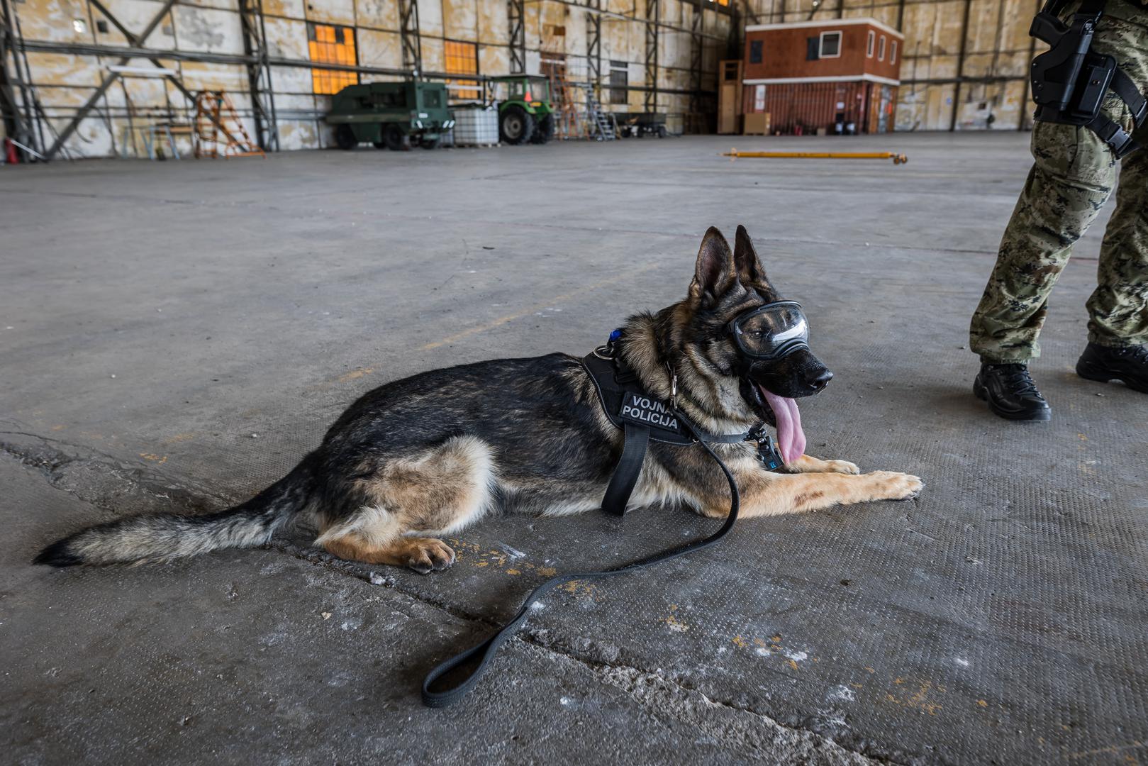 Jučer je u vojarni Knez Trpimir u Divuljama održana impresivna vježba službenih vojnih pasa iz Hrvatske vojske i deset zemalja članica NATO saveza. Ova vježba, koja se održava u sklopu NATO Foruma radnih pasa vojne policije, imala je za cilj demonstrirati operativne sposobnosti pasa i njihovih vodiča u različitim scenarijima, kako u mirnodopskim uvjetima tako i u situacijama sukoba, pišu iz MORH-a. 