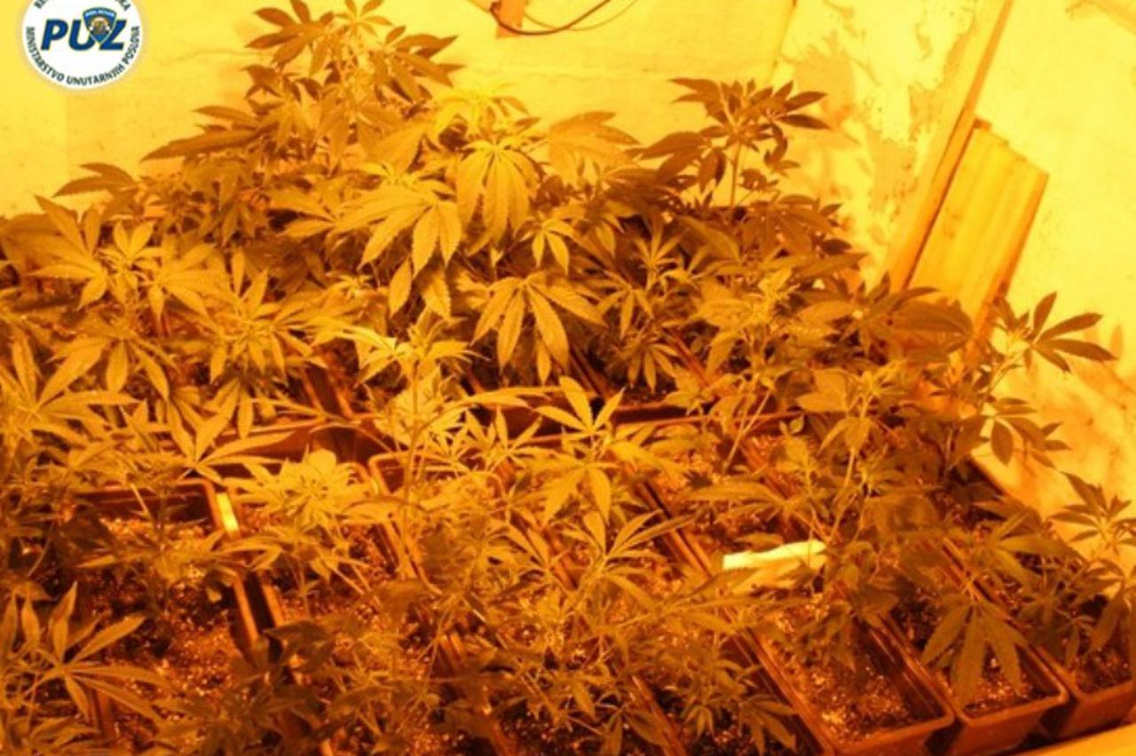 laboratoriji,droga,marihuana