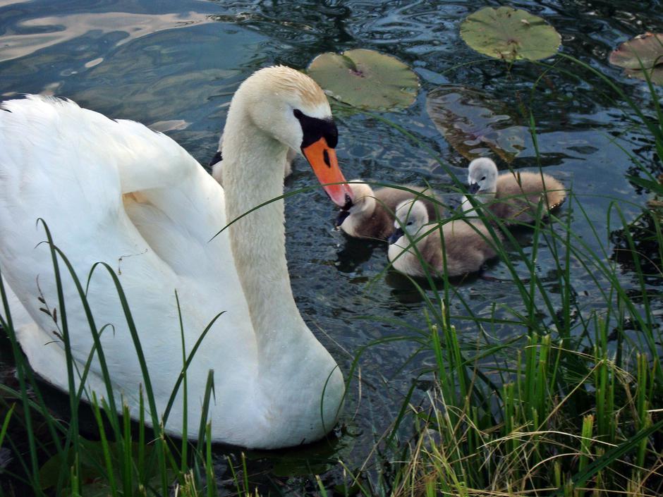 Robinzonski kamp Leskar u Gornjem Zvečaju