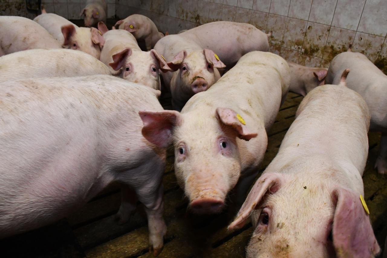 Donja Vrba: Farma svinja OPG Domagoja Becka