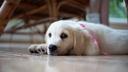 Puppy trainers warn: Avoid this mistake in your puppy's first weeks