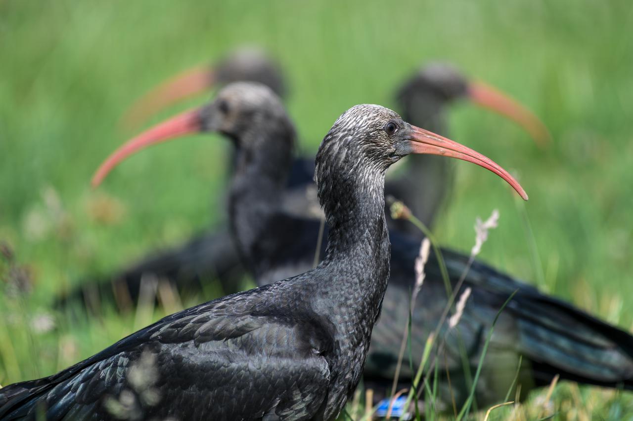 ćelavi ibis