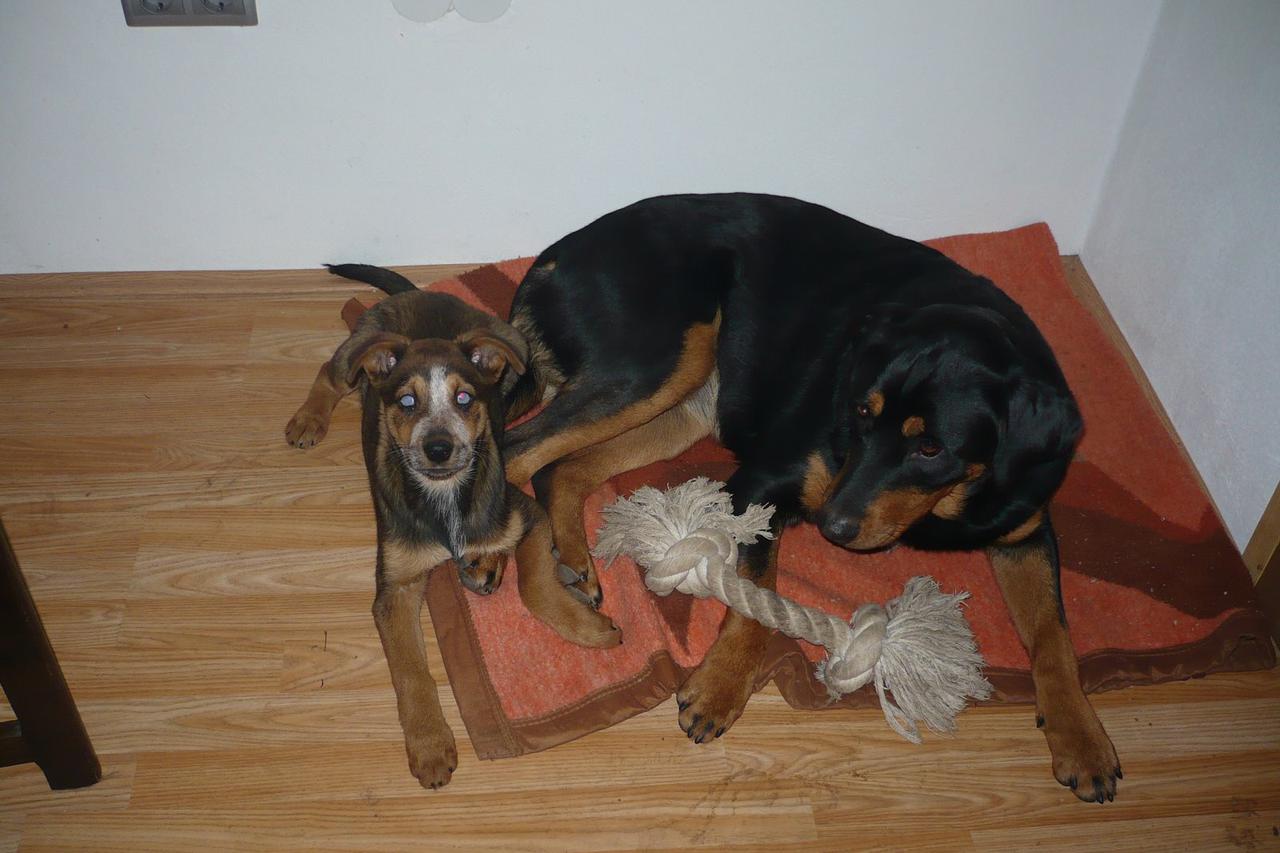 Shiva i Hector