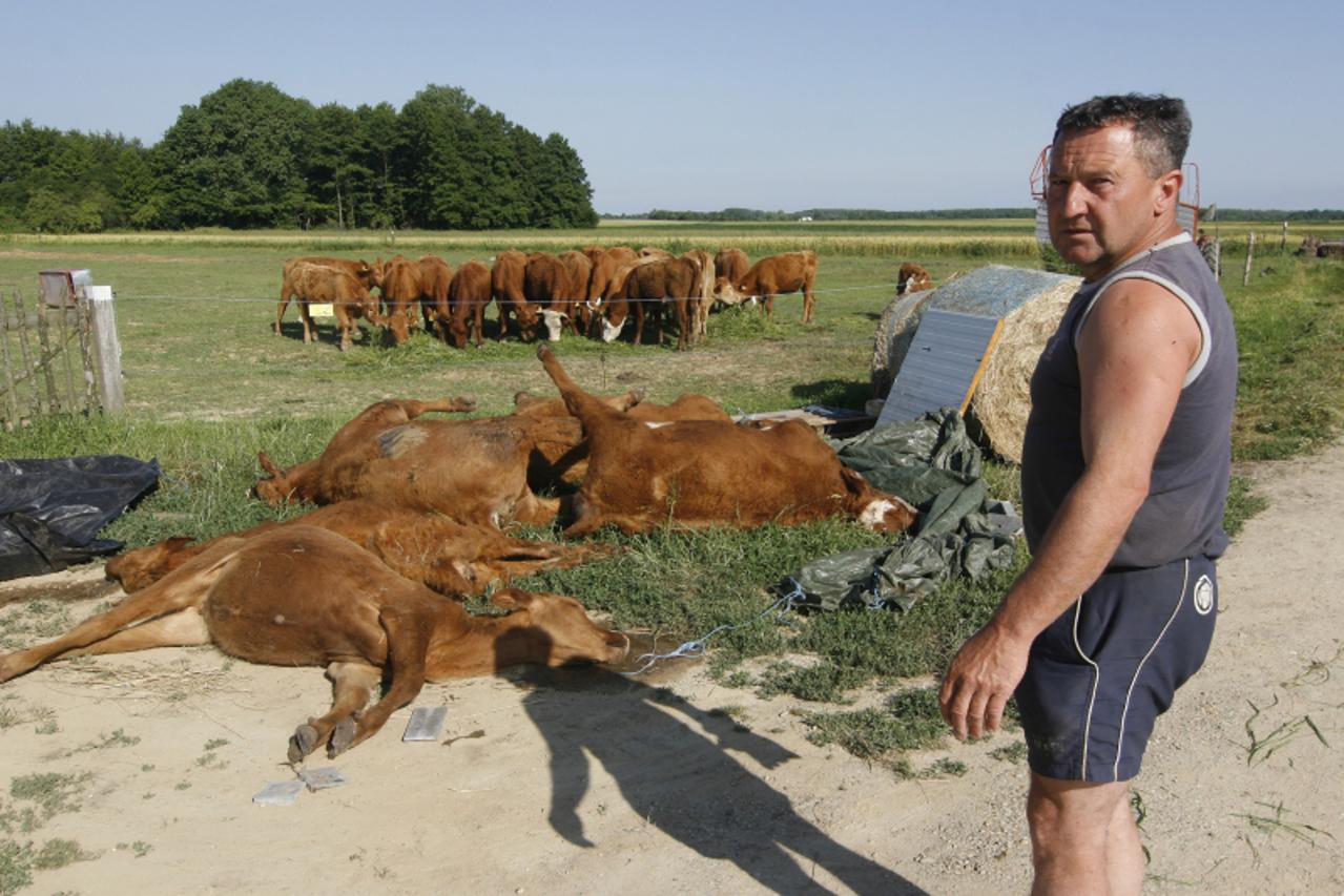 '15.06.2010., Koprivnica, Hrvatska - Zeljko Sprem, vlasnik pet junica za koje pretpostavlja da su uginule zbog otrovane trave. Photo: Marijan Susenj/PIXSELL'