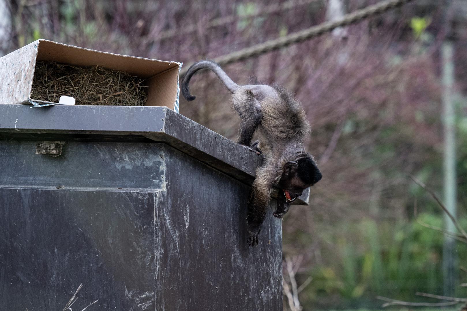 – Danas se na Štefanje tradicionalno poklanjaju darovi životinjama. Neki će pokloni biti hrana zapakirana u sijeno, dok su za velike mačke pripremljeni mirisni paketi jer one najviše vole poticaje mirisom. Kozama i ovcama dat ćemo grančice bora, koje rado jedu, a ujedno se uklapaju u božićno ozračje – rekla je Starčević.

