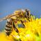 Avatar Busy little bee