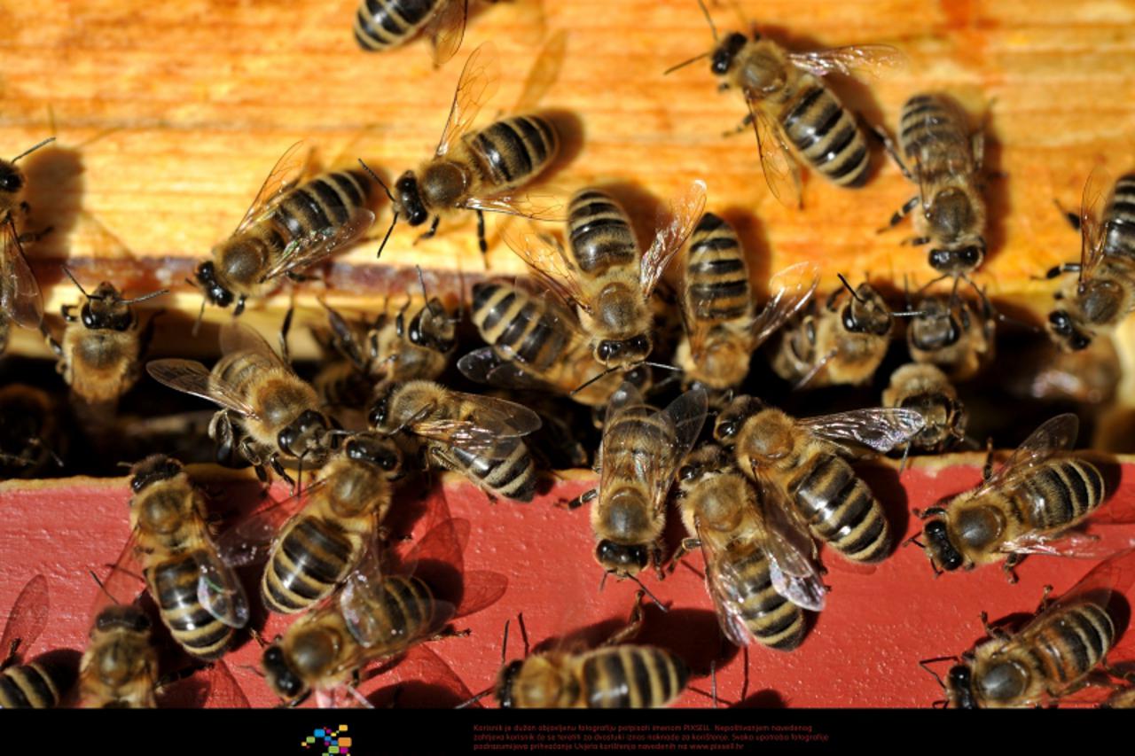 'A beehive is an enclosed structure in which some honey bee species of the subgenus Apis live and raise their young. Natural beehives are naturally occurring structures occupied by honeybee colonies. 