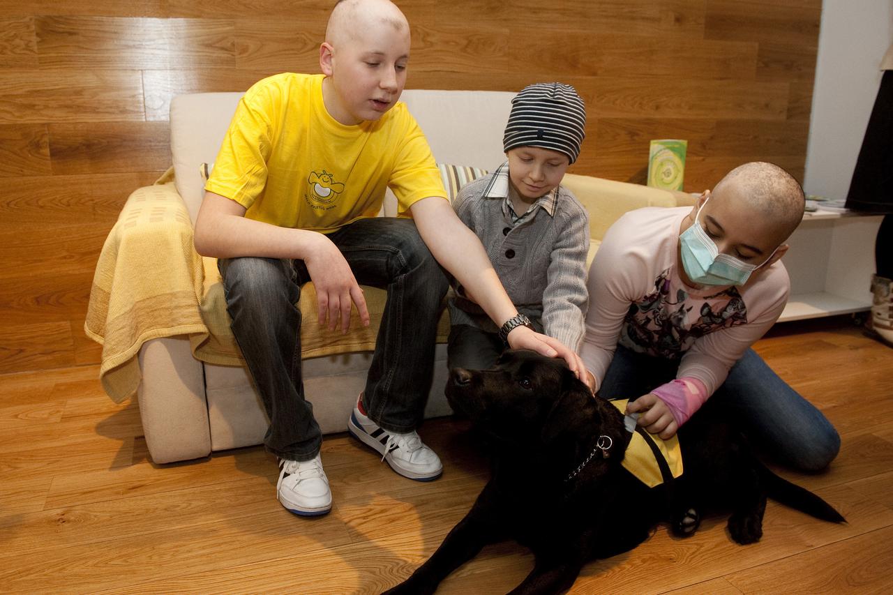 04.02.2014., Zagreb - Hrvatska udruga za skolovanje pasa vodica dodijelila je labradoricu Diru Udruzi Krijesnica za pomoc djeci i obiteljima suocenim s malignim bolestima. Photo: Davor Visnjic/PIXSELL