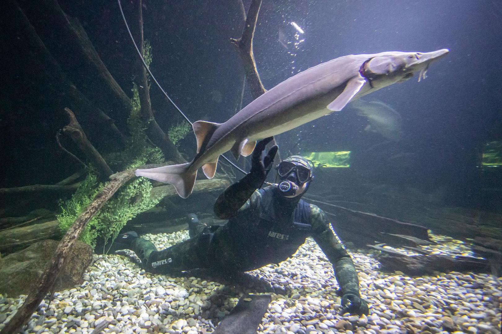 14.11.2023., Karlovac - Marin Jarnjak ronioc je u Slatkovodnom akvariju - Aquatika gdje svakog tjedna uranja u akvarije koje cisti i odrzava. Tijekom ciscenja Marin se igra sa ribama, posebice jesetrama koje su drustvene i vole mu jesti iz ruke. Photo: Kristina Stedul Fabac/PIXSELL