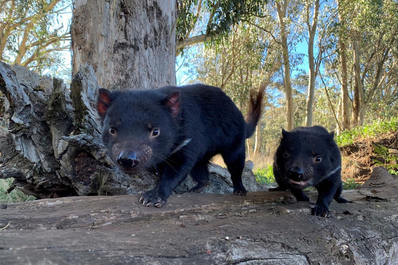 Tasmanian devils are seen in Australia