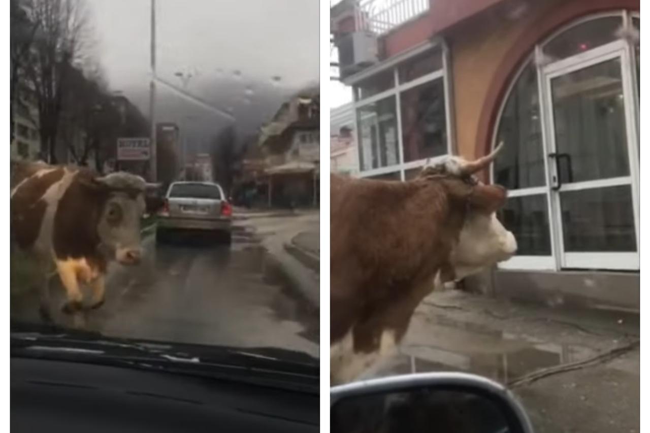 krava