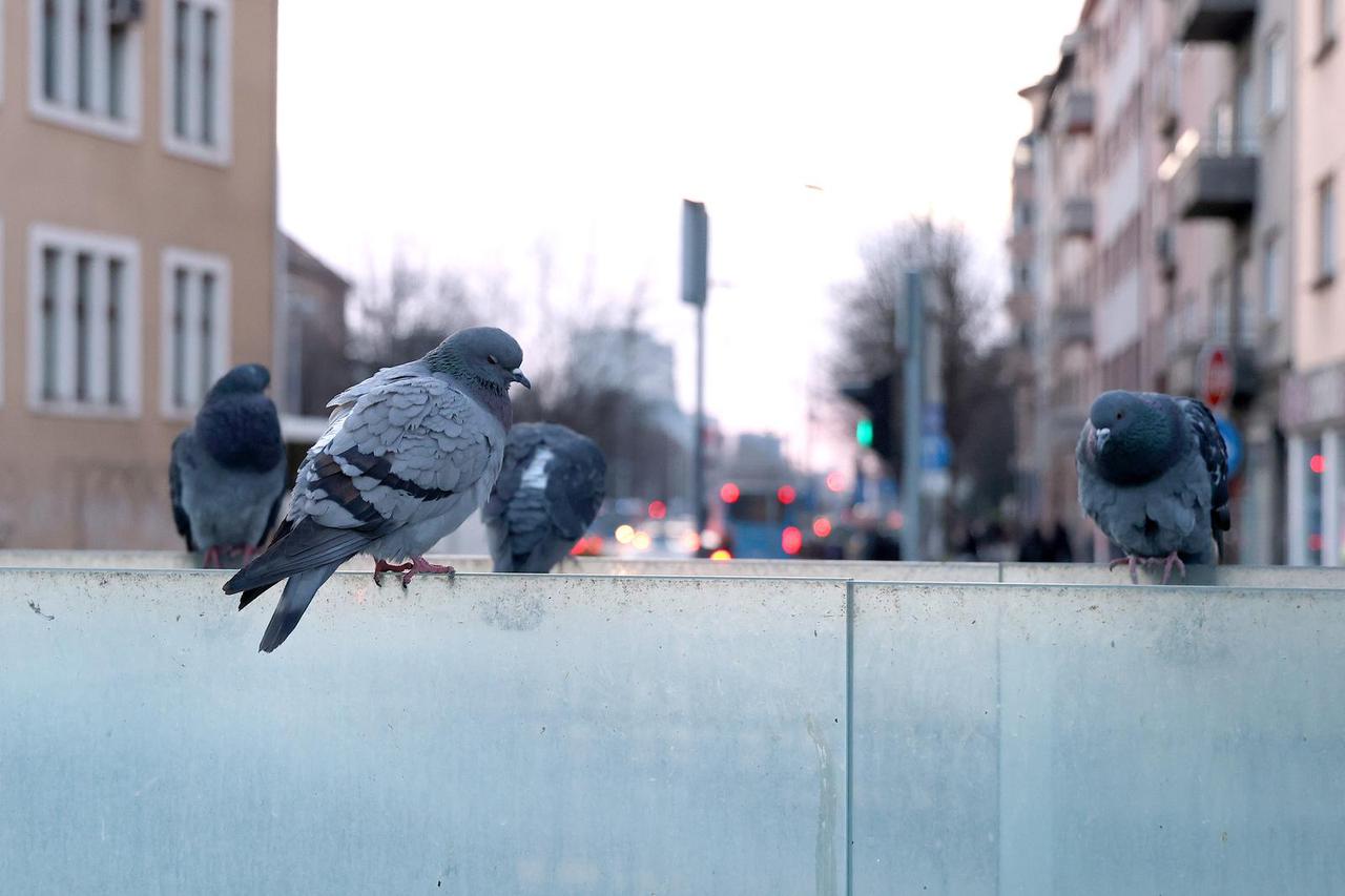 Zagreb. Kvatrić se sviđa samo golubovima