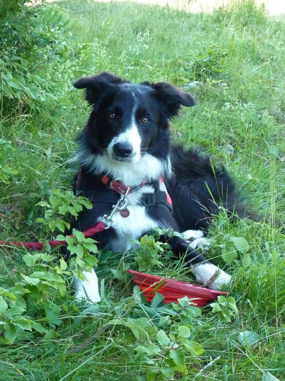 Stradao HGSS-ov potražni pas