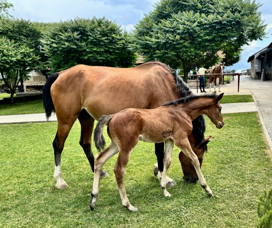 Vukovarsko-srijemska županija